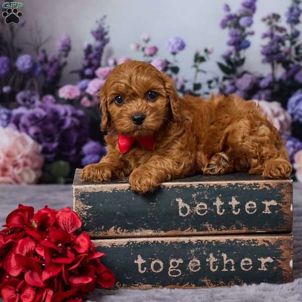 Chewy, Cavapoo Puppy